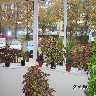 f_00075.jpg (521371 bytes)